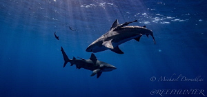Bull sharks by Michael Dornellas 